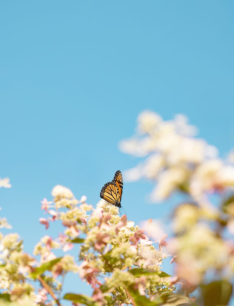 Papillon sur fleurs